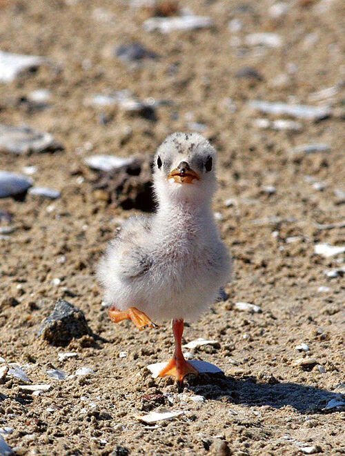 Least tern chick